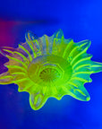 STARBURST URANIUM GLASS BOWL
