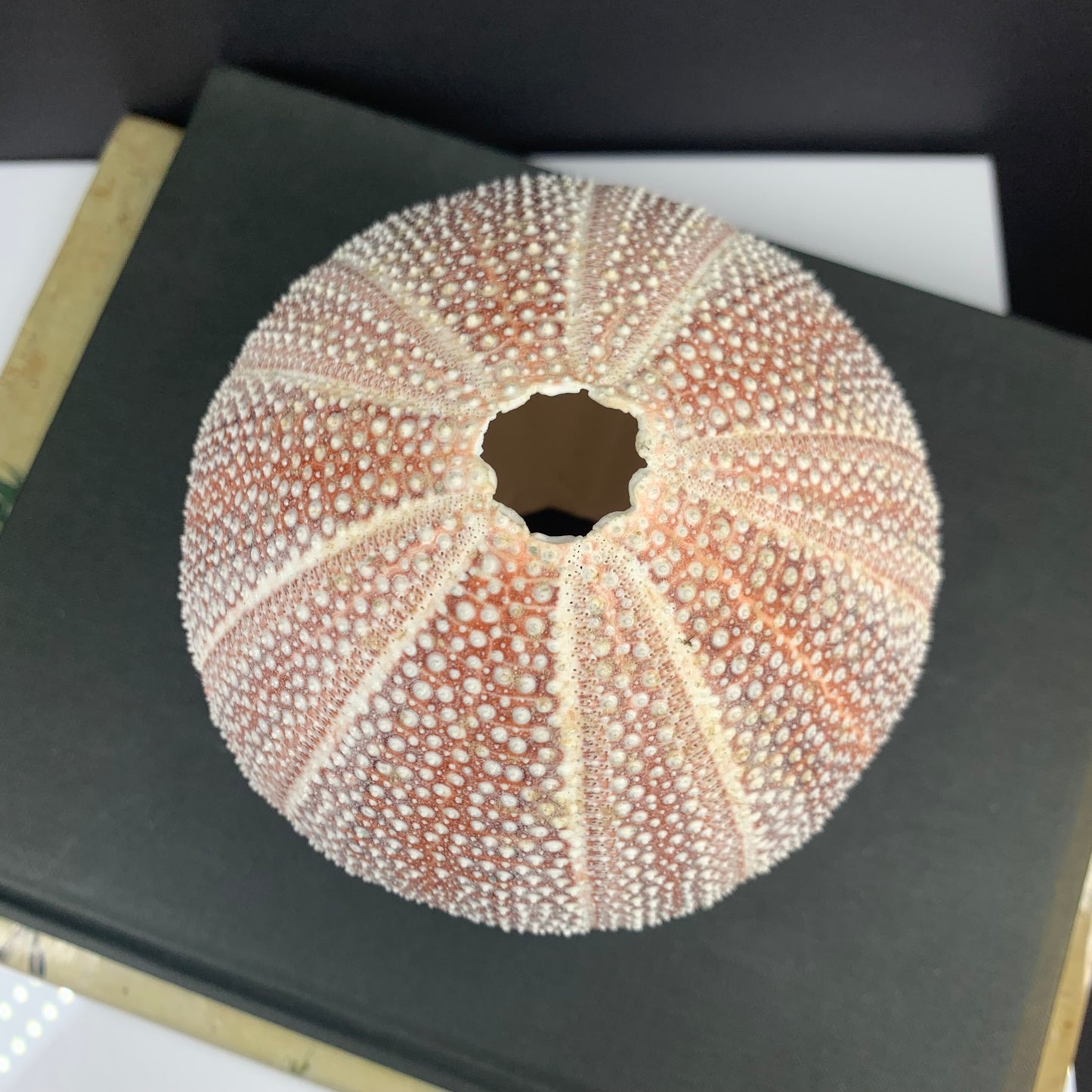 Antique taxiderm sea urchin